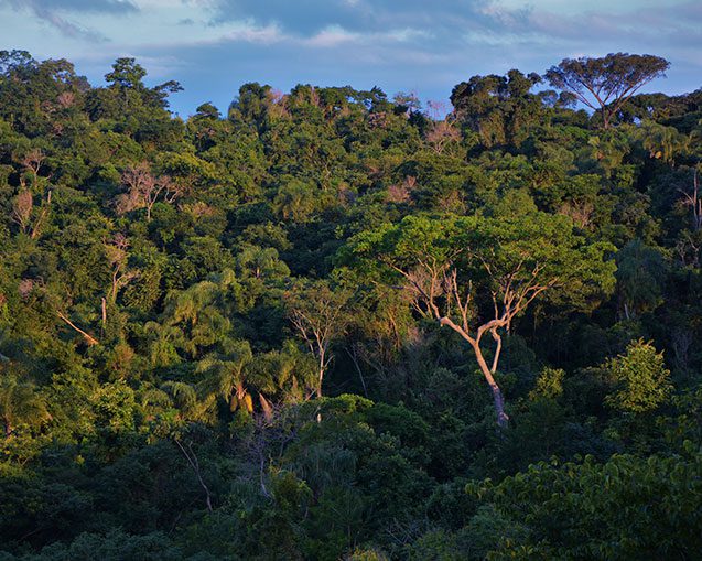 floresta-local-nikaya-vida-mata